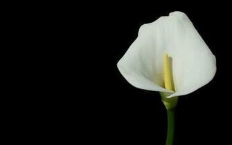 Black And White Flower Wallpaper HD Desktop Widescreen For Mobile