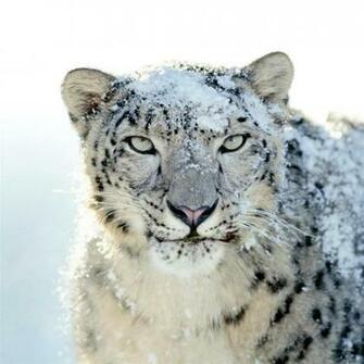 Tiger iPad Air Wallpaper HD Retina And