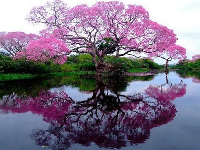 Related Pictures Spring Wallpaper Jpg Size