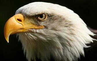 Eagle HD Wallpaper