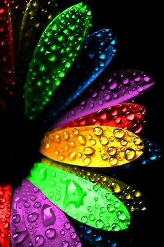 Colorful Flowers And Water Droplets iPhone Wallpaper Ipod Touch