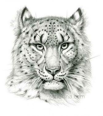 Snow Leopard Sketch Portrait By Sschukina