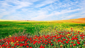 Flower Field Wallpaper