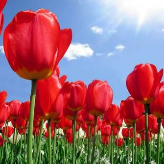 Red Tulip Wallpaper HD Pulse