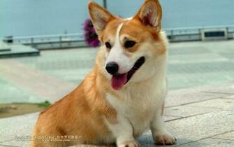 Corgi Dogs And Pembroke Welsh Puppies No Wallpaper
