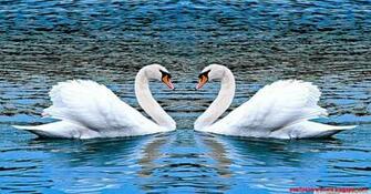 Two Swans HD Desktop Wallpaper Widescreen Fullscreen Mobile