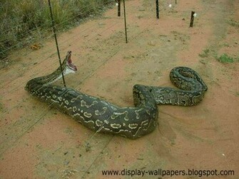 Anaconda Snake For Sharing These Great Wallpaper