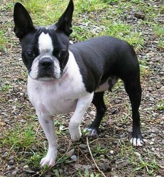 Boston Terrier Dog Photos Wallpaper No