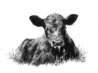 Registered Black Angus Of Lee County Clipart