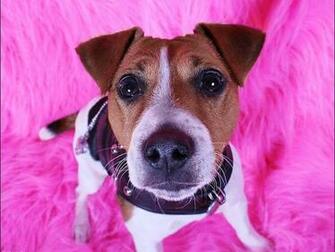 Jack Russell Terrier Wallpaper