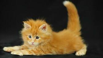 Lol Cat Wallpaper Image