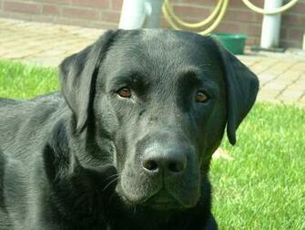 Black Labrador Retriever Photo And Wallpaper Beautiful