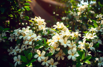 Name Jasmine Wallpaper