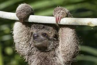 Three Toed Sloth Pixdaus