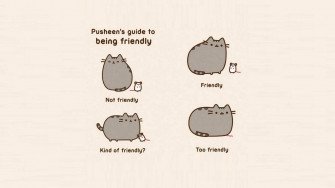 Cat Meme Wallpaper