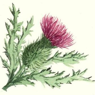 Scottish Thistle Thistles