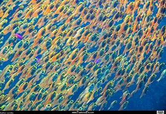School Of Fish Featured Wallpaper