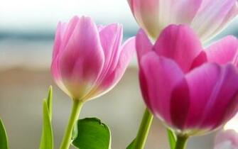 Wallpaper Screen Savers Spring Screensavers And