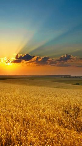 Golden Summer Field Sunset iPhone Wallpaper Beautiful Nature