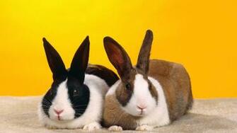 Android Phones Wallpaper Cute Rabbit