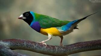 Amazing Beautiful Bird Photos