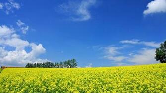 Field Open Under Sky1920 Desktop Wallpaper Wallcoo