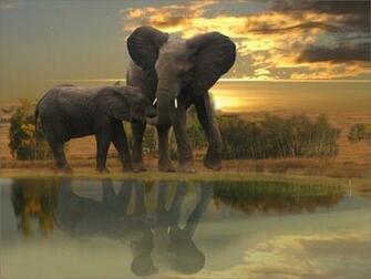 Elephant Drank Water Wild Animal Wallpaper For iPhone