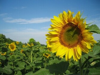Sunflowers Nature Wallpaper HD