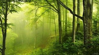 Nature Landscape Trees Wood Forest Leaves Branch Moss
