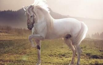Wallpaper Horse White Stallion Animals