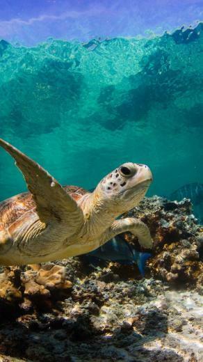 Honu Sea Turtle iPhone Wallpaper Top