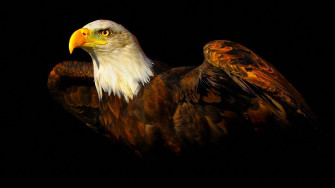 Eagle Birds Animals Black Wallpaper HD