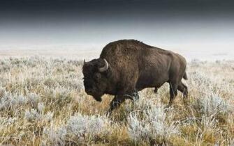 American Bison Computer Wallpaper Desktop Background