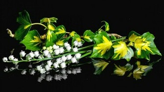 Lily Of The Valley Wallpaper HD