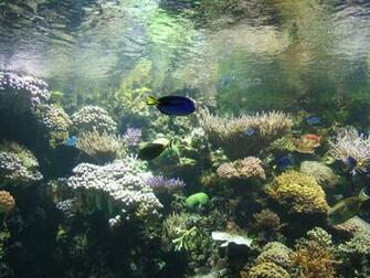 Wallpaper Background Background Computer Screen Aquarium