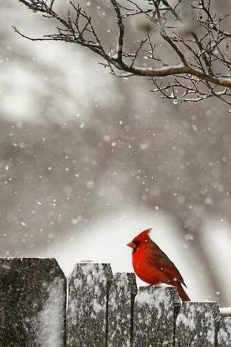 Winter Scenes Wallpaper Background