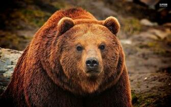 Grizzly Bear Background