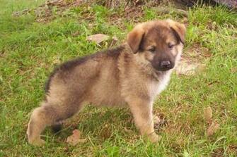 Cool Wallpaper German Shepherd Puppy