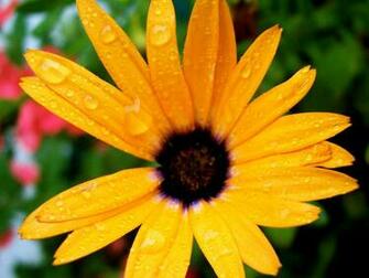 Nice Big Yellow Flower Photos HD Wallpaper