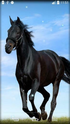 Horse Live Wallpaper Android Apps On Google Play