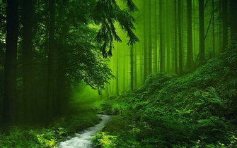 Forest HD Wallpaper Background Image
