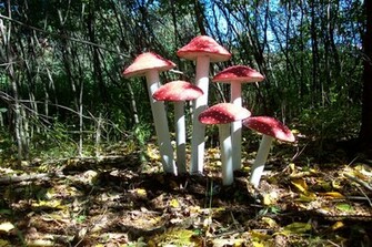 HD Mushroom Wallpaper Desktop