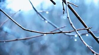 Theme Bin Archive Raindrop HD Wallpaper