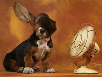 Basset Hound And The Fan Photo Wallpaper Beautiful