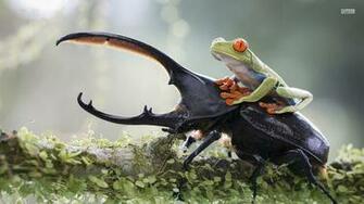 Frogs Image Frog And Beetle HD Wallpaper Background Photos