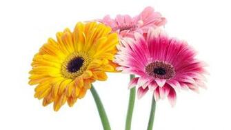 Gerbera Daisies Px HDwallsource