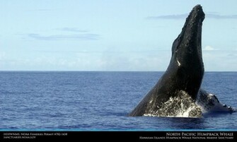Hawaiian Islands Humpback Whale Desktop Wallpaper