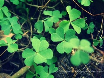 Lucky Charm Wallpaper My By