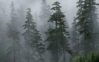 Fog Forest Wallpaper