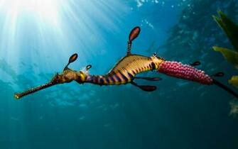 Seahorse Widescreen High Definition Wallpaper Full